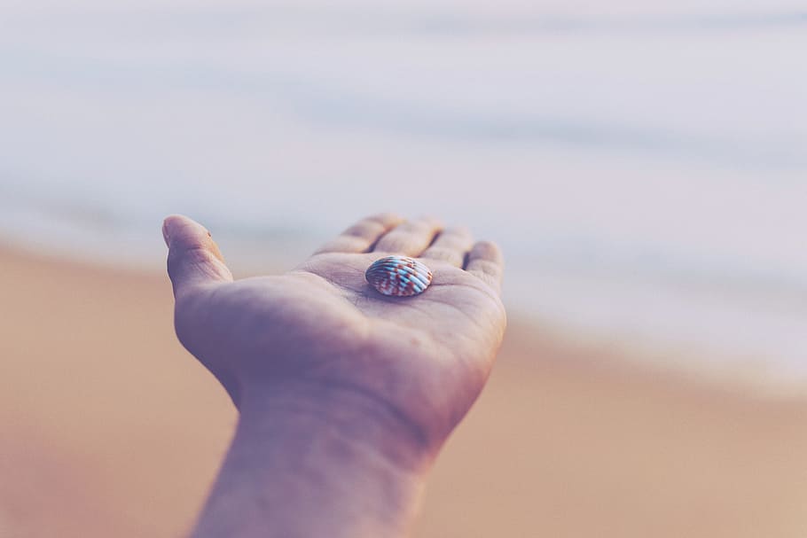 selective focus photo of white and red seashell on top of person's left palm, person's left palm holding white and red shell facing seashore HD wallpaper