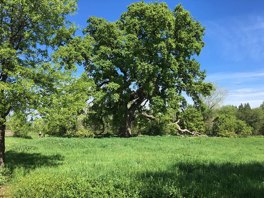 tree, setting, park, bright, plant, green color, grass, field HD wallpaper