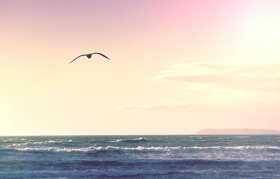 bird flying over body of water, bird flying above ocean, seagull HD wallpaper