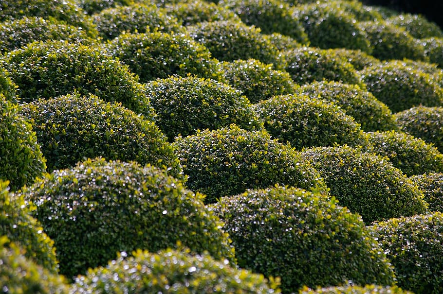 boxwood, garden, bushes carved, french garden, plant, green color, HD wallpaper