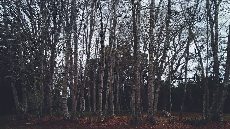plants, wood, forest, birch, trees, white, bark, trunks, nature HD wallpaper