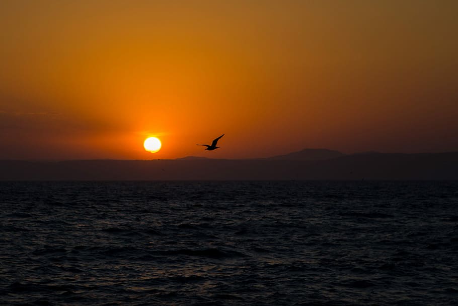 Sunset over the water with a bird flying in Vladivostok, Russia, HD wallpaper