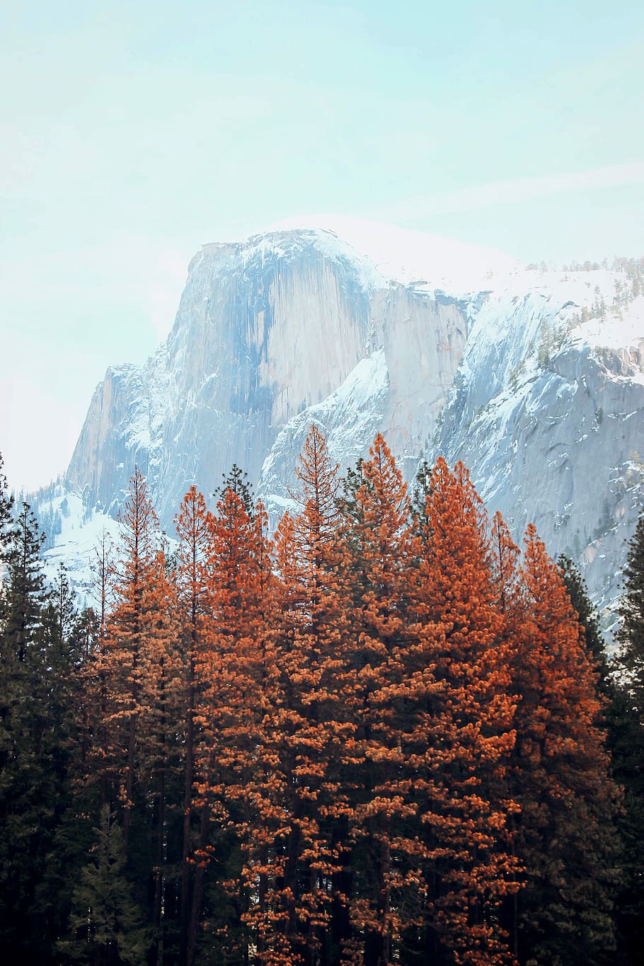 orange leafed trees with ice capped mountain background, mountains with snow during daytime HD wallpaper