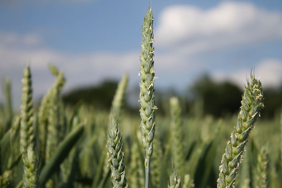 close up, corn, field, agriculture, growth, crop, cereal plant HD wallpaper