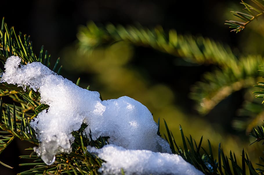 snow, ice, white, melt, melting, christmas, seasonal, pine HD wallpaper