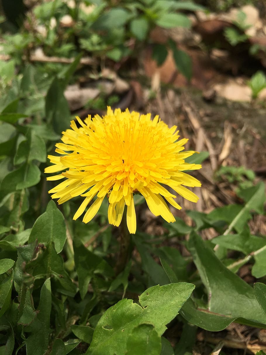 flower, bloom, sun, plant, flowering plant, yellow, growth HD wallpaper