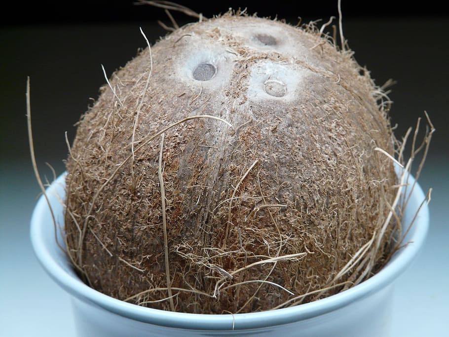Coconut, Germ, Holes, Coconuts, Exotic, germ holes, sweet, palm HD wallpaper
