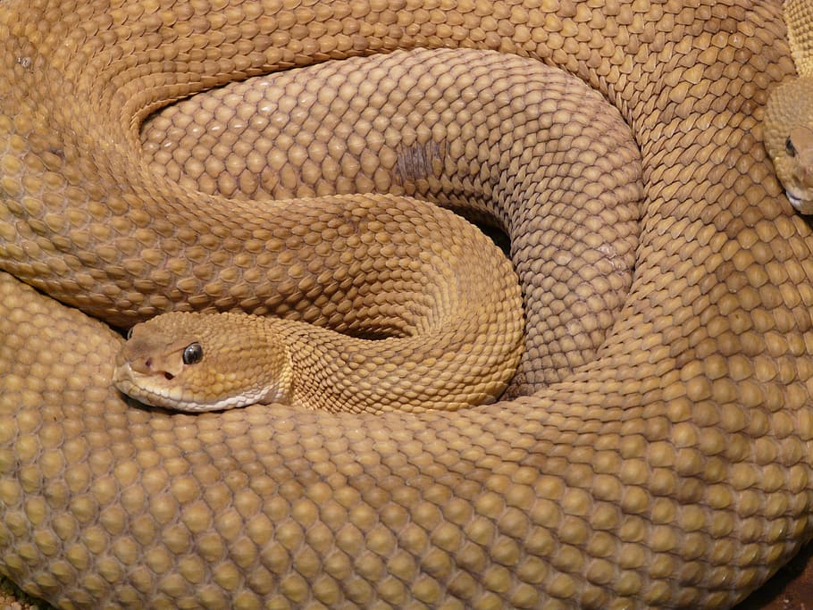 Brown 2 Snake, animal, basilisk rattlesnake, creature, creepy, HD wallpaper
