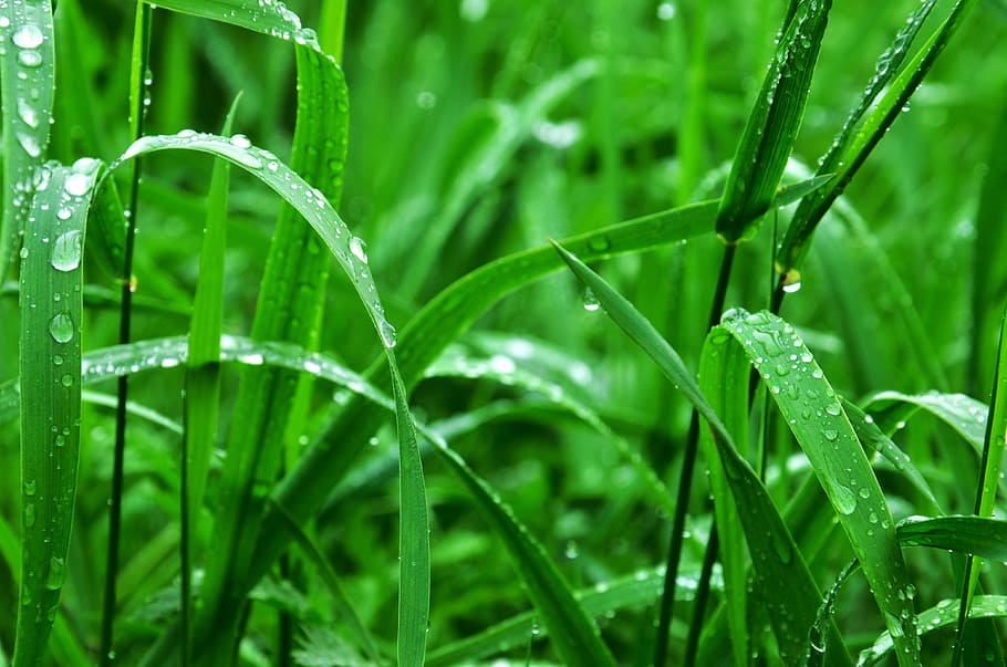 green grasses with dewdrops at daytime, wet, rain, rain drops HD wallpaper