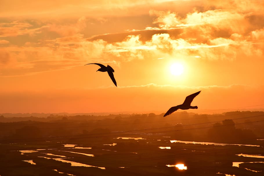 Birds, Seagulls, Fly, Nature, Float, sky, sun, heaven, water HD wallpaper