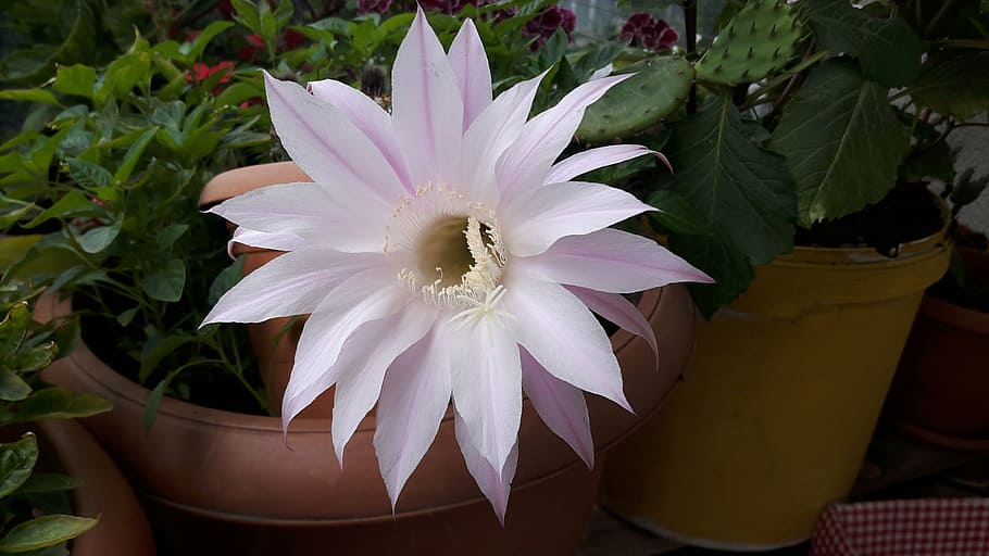 white, pink, cactus, flower, flowering plant, freshness, fragility HD wallpaper