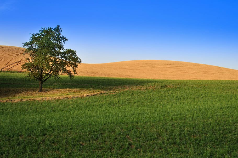 field, tree, landscape, arable, summer, nature, agriculture HD wallpaper