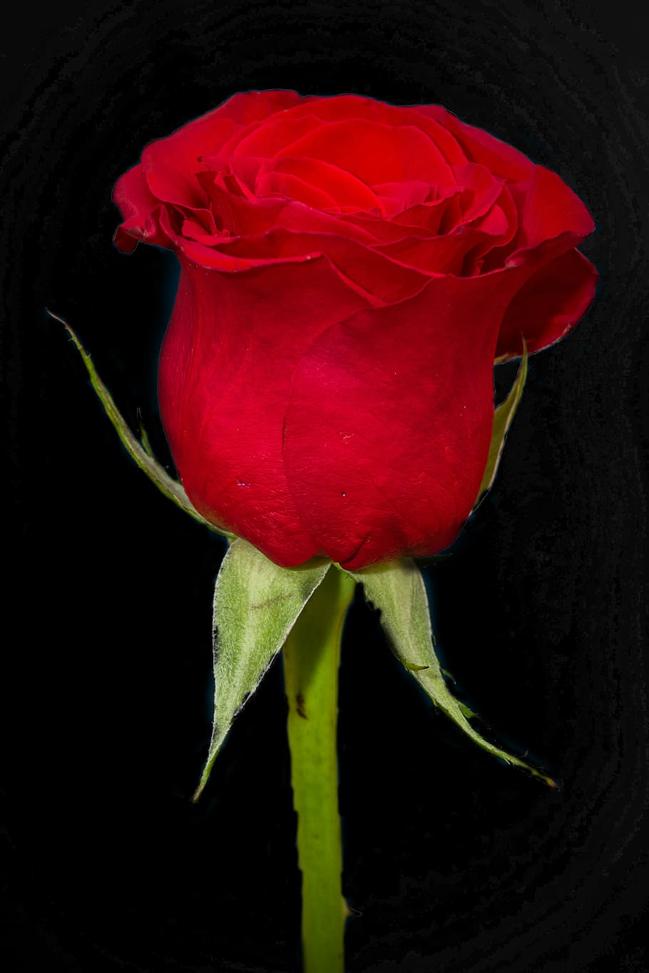 rosa, red, bloom, rose, flowers, rossa, nature, petals, red rose HD wallpaper