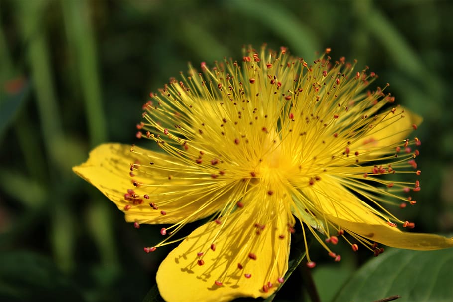 flower, yellow, nature, spring, petals, forest, trail, wild HD wallpaper