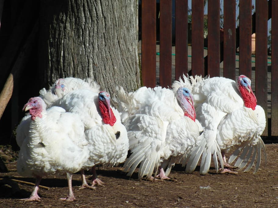 turkeys, poultry, animals, pets, farm, bird, animal themes HD wallpaper