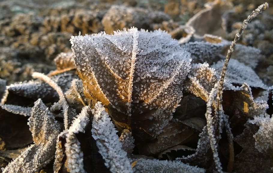 foliage, wintery, rime, cold temperature, frost, close-up, frozen HD wallpaper
