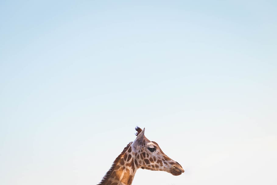 nature, blue, sky, animals, giraffe, one animal, animal themes HD wallpaper