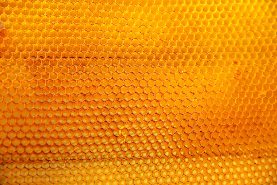untitled, yellow, nature, bees, honey, honeycomb, backgrounds, HD wallpaper