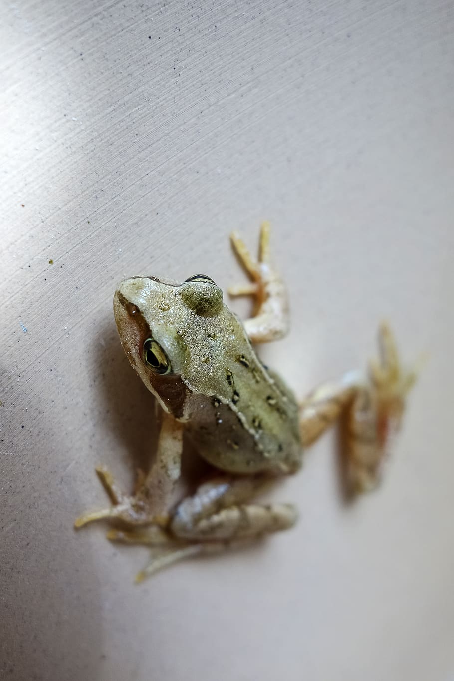 frog, animal, sandstone, animal themes, animal wildlife, animals in the wild HD wallpaper