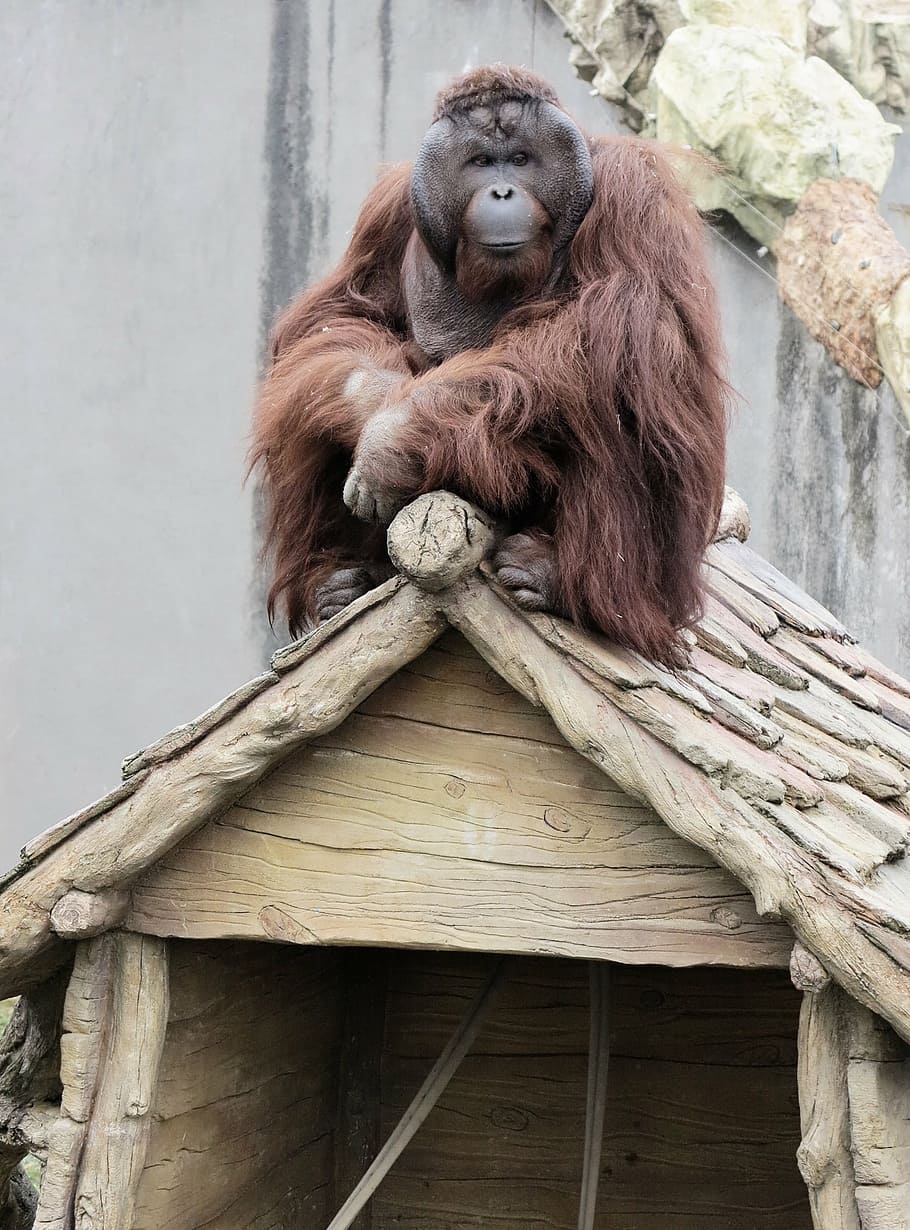 orangutan, animal, primates, monkey, zoo, on the roof, mammal HD wallpaper