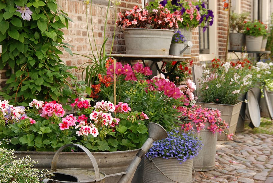 pink flowers blooming during daytime, Bucket, Bowl, Watering Can
