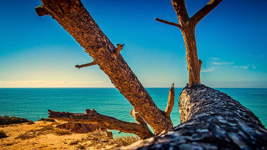 HD wallpaper: tree, water, sea, travel, seashore, sky, summer, beach