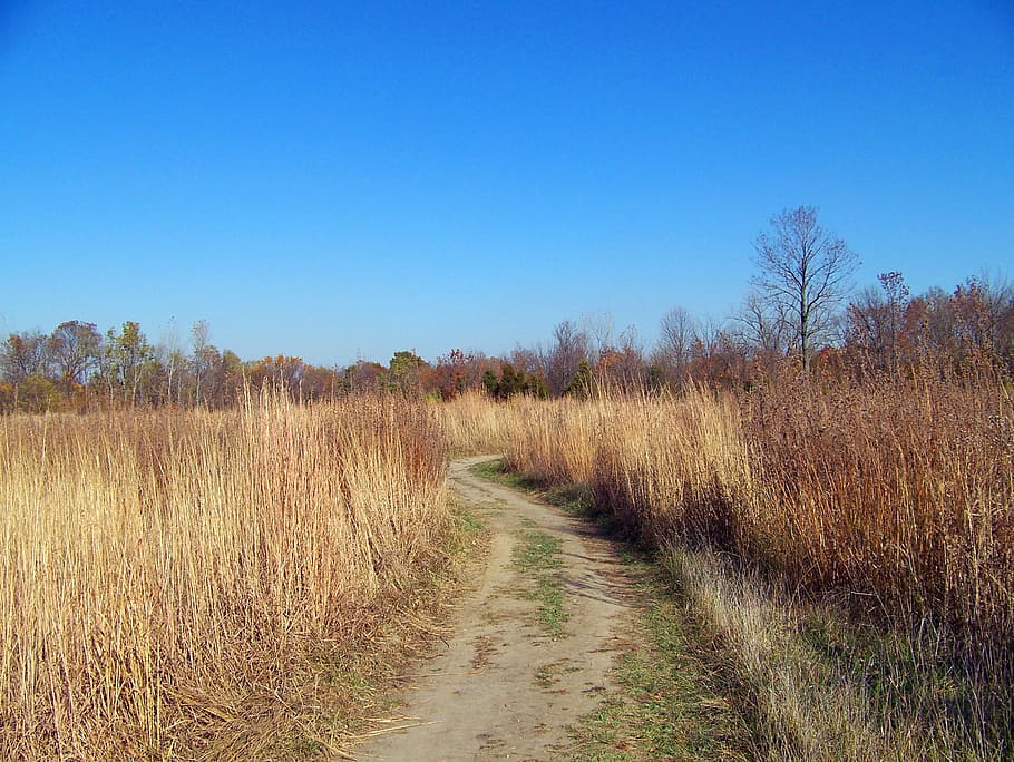 Path, Field, Autumn, Fall, Weeds, Trees, blue, sky, grass, landscape HD wallpaper