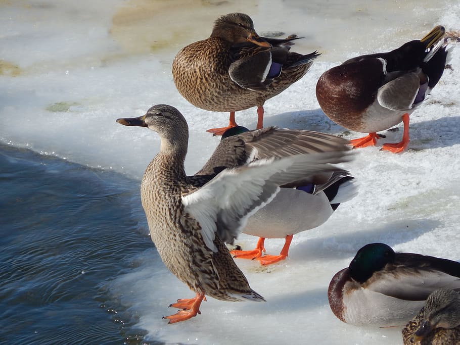 ducks, winter, wildlife, outside, water, frozen, river, nature HD wallpaper