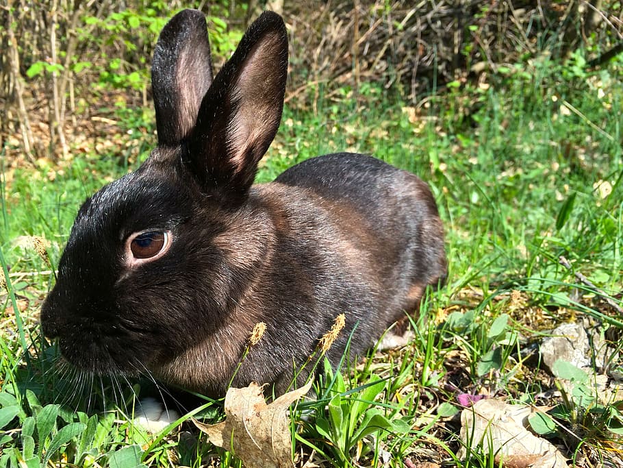 rabbit, bunny, nero, mammal, animal themes, one animal, plant HD wallpaper