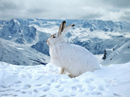 white rabbit on snow during daytime, hare, bunny, winter, ice HD wallpaper