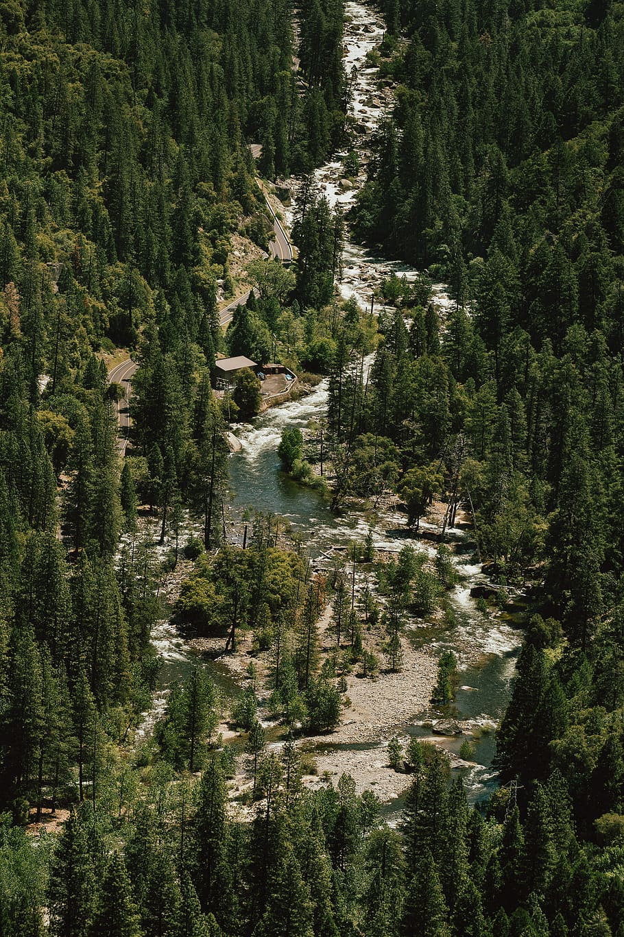 river between trees, bird's eye photography of pine trees and river HD wallpaper
