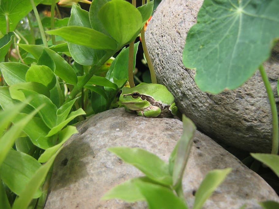 frog, garden, frog pond, animal themes, animal wildlife, animals in the wild HD wallpaper