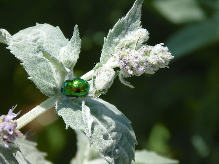 insect, beetle, bugs, green, nature, detail, plant, close-up HD wallpaper