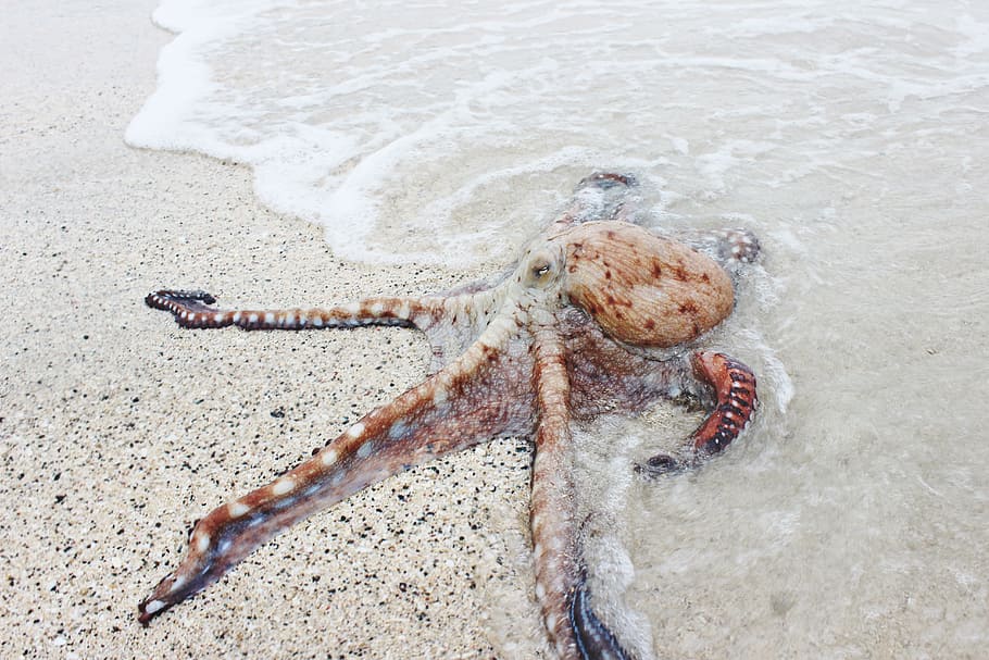 brown octopus on seashore, beige and brown octopus on brown sand near body of water during daytime HD wallpaper