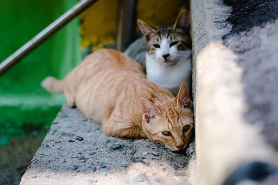 Every Step a Wall, two brown and gray cats on the stair, feline HD wallpaper