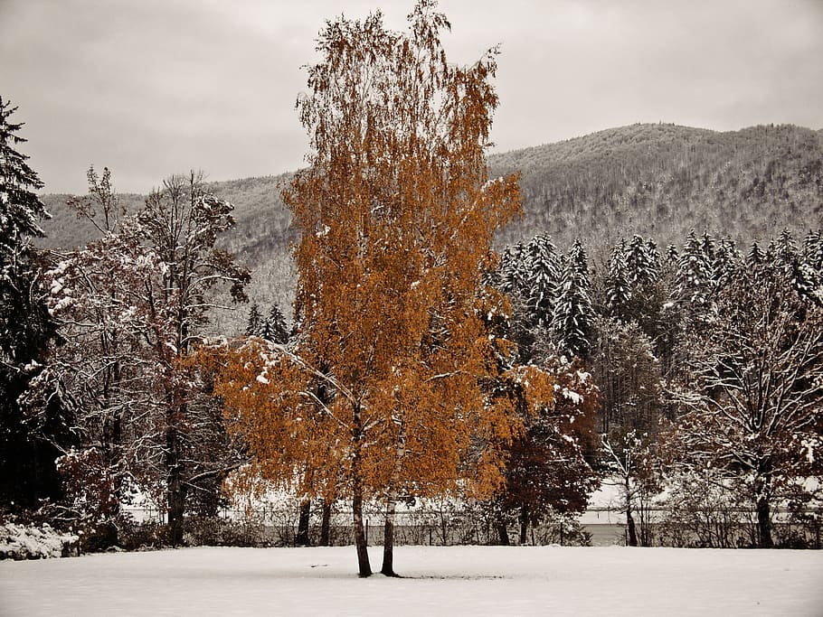 tree, snow, winter, forest, holiday, snowy, white, nature, cold - Temperature HD wallpaper