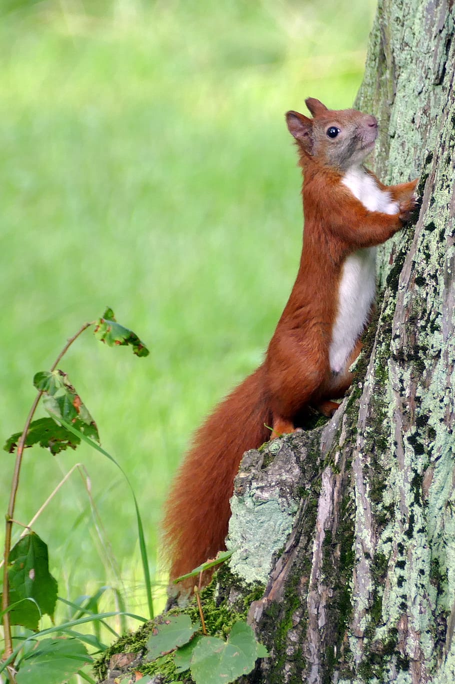 squirrel, forest cat, park, nature, cute, animal, animal themes HD wallpaper