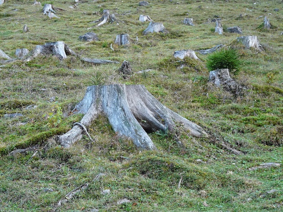 grey tree stumps and green grass, Deforestation, logging, dying tree HD wallpaper
