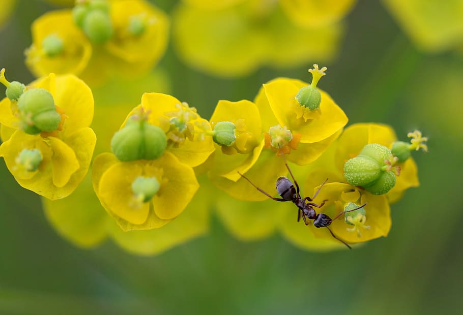 ant, insecta, plant, yellow, flowering plant, fragility, invertebrate HD wallpaper