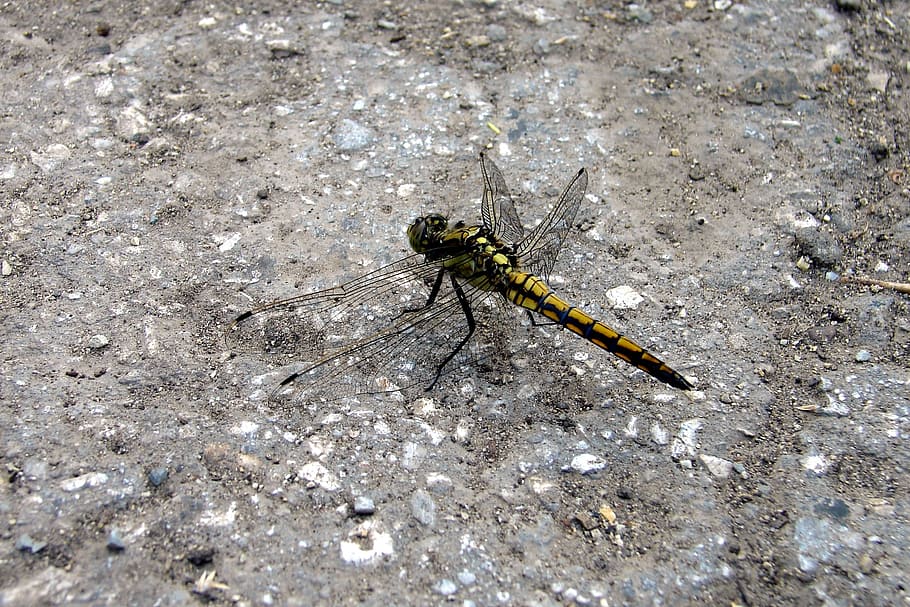 dragonfly, macro, summer, animal themes, one animal, insect HD wallpaper