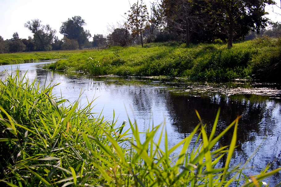 waters, nature, river, reflection, grass, tollense, altentreptow HD wallpaper
