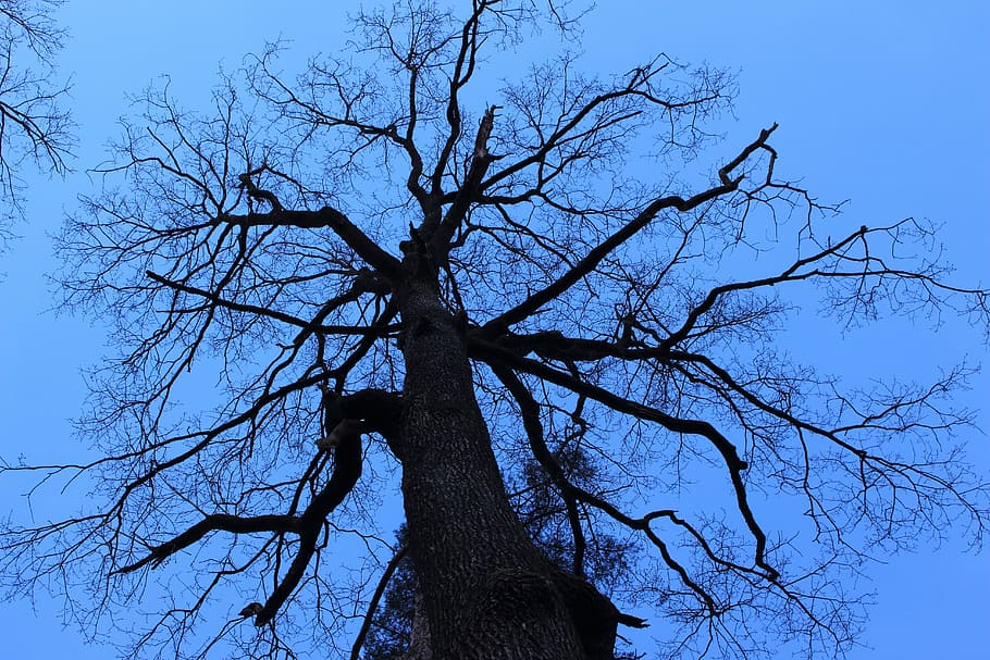 tree, contrast, landscape, sky, plant, branch, bare tree, low angle view HD wallpaper