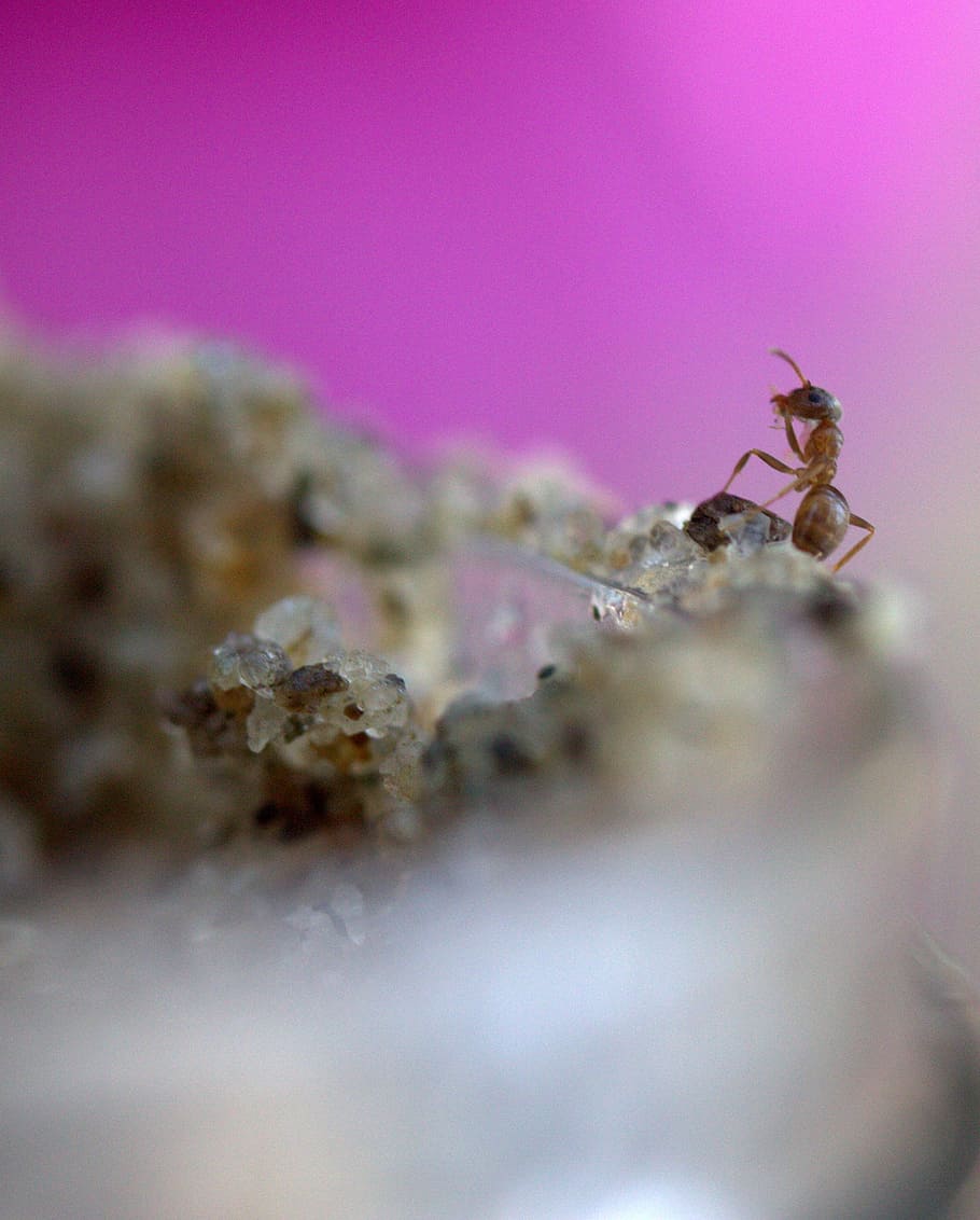 ant, insecta, sand, selective focus, animals in the wild, invertebrate HD wallpaper