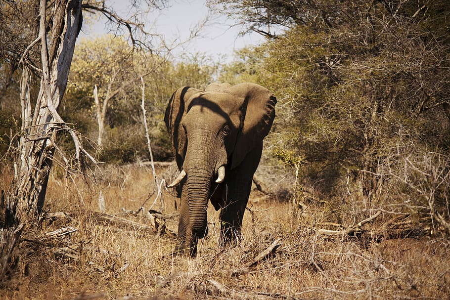 brown elephant near tree, gray elephant in forest, tusk, trunk HD wallpaper