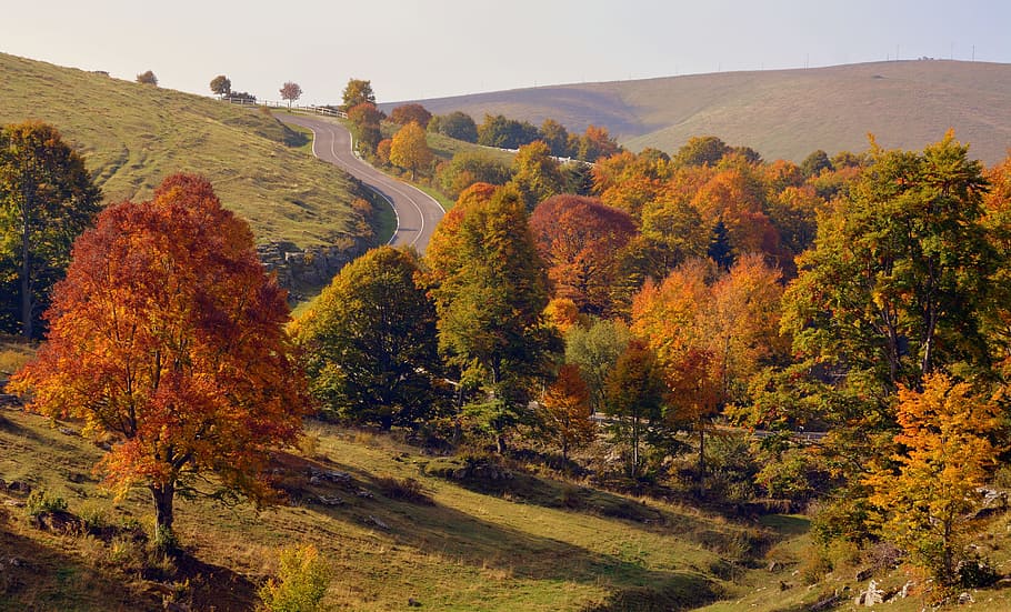green and orange trees near the road, excursion, autumn, mountain HD wallpaper