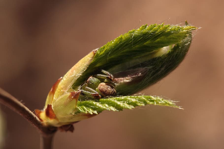 leaf drive, spider, hiding place, close-up, food, food and drink HD wallpaper