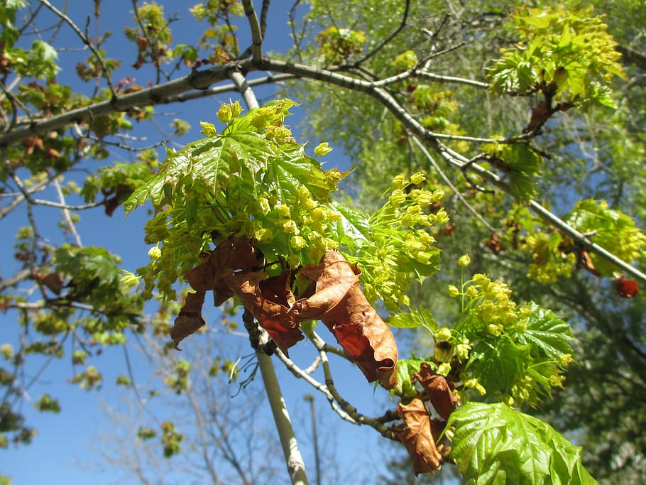 leaf, tree, spring, fall, green, brown, growth, leaves, alive HD wallpaper