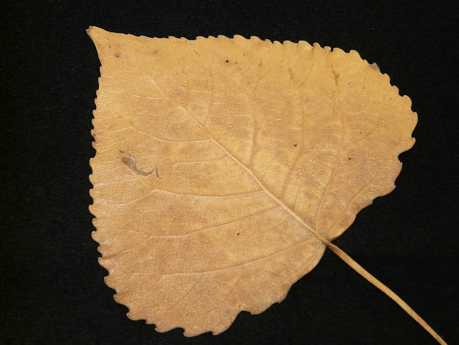 Poplar, Leaf, Fall, Leaves, Pressed, poplar leaf, fall leaves, HD wallpaper