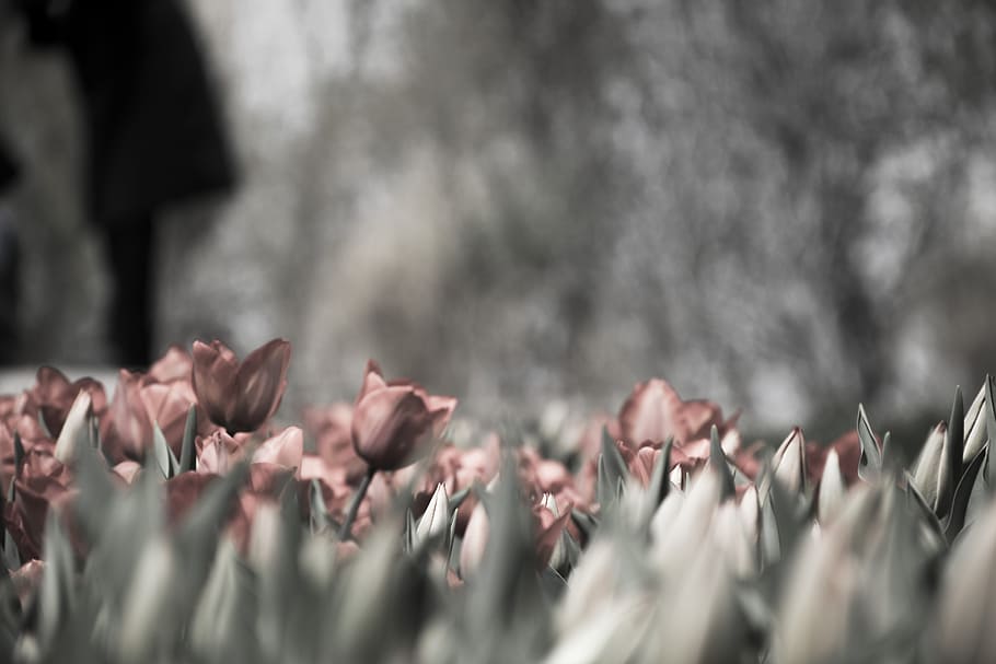 pink tulips grayscale photography, gray scale photo of flowers HD wallpaper