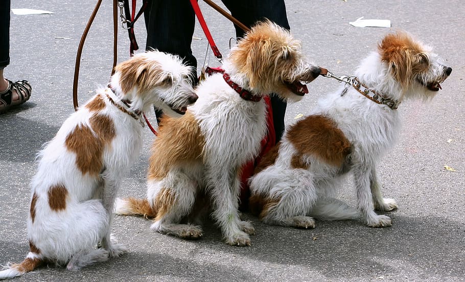 three white-and-brown dogs sitting near person in black pants HD wallpaper